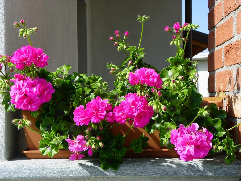 Giravento Bed & Breakfast Borgo San Dalmazzo Exterior foto